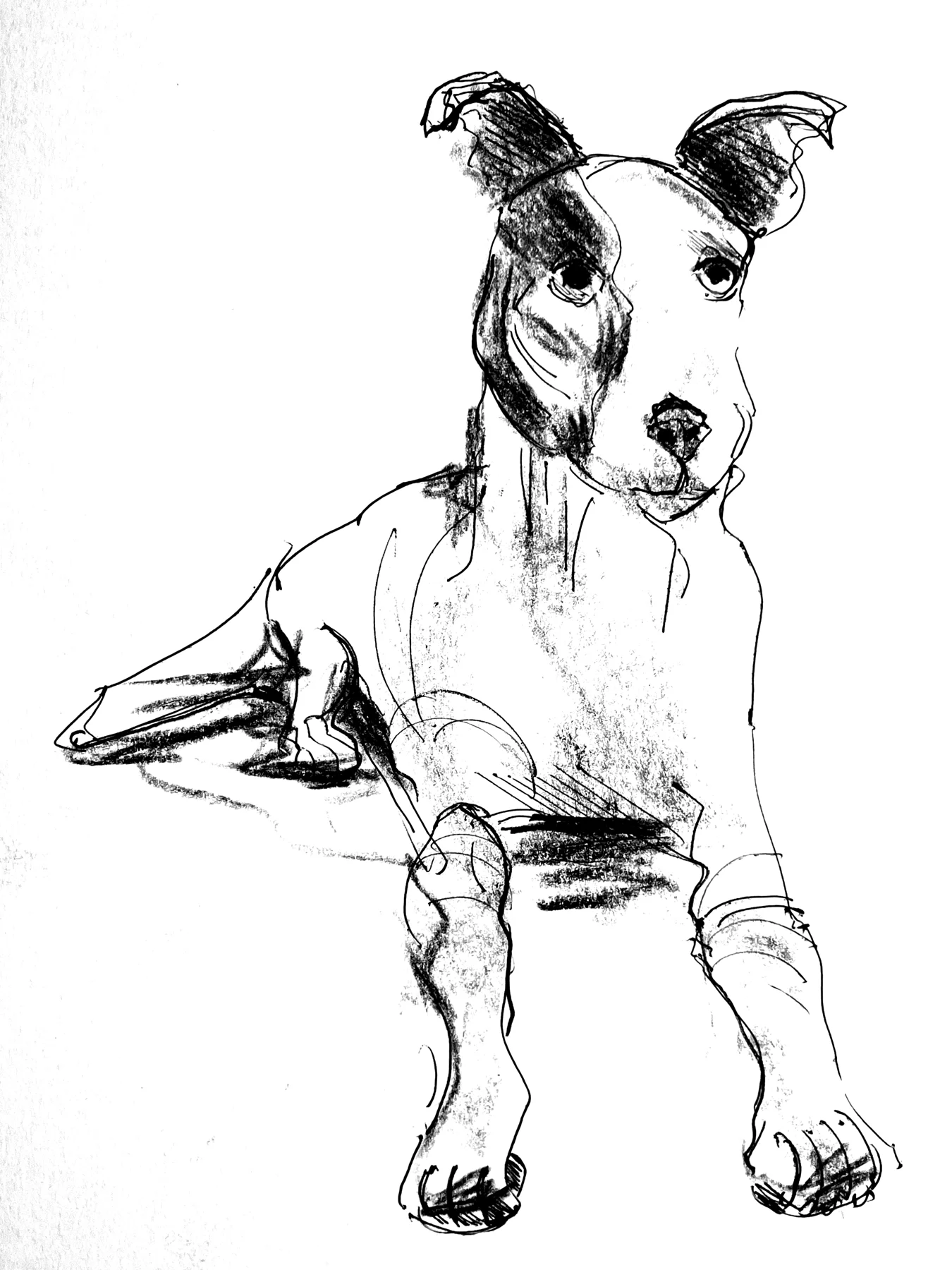 Dog sketch